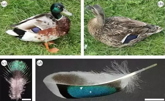 optical structural colour of mallard's feather