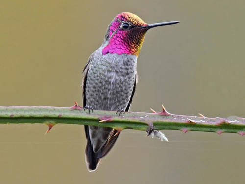 the feather structure color of Anna's Hummingbird